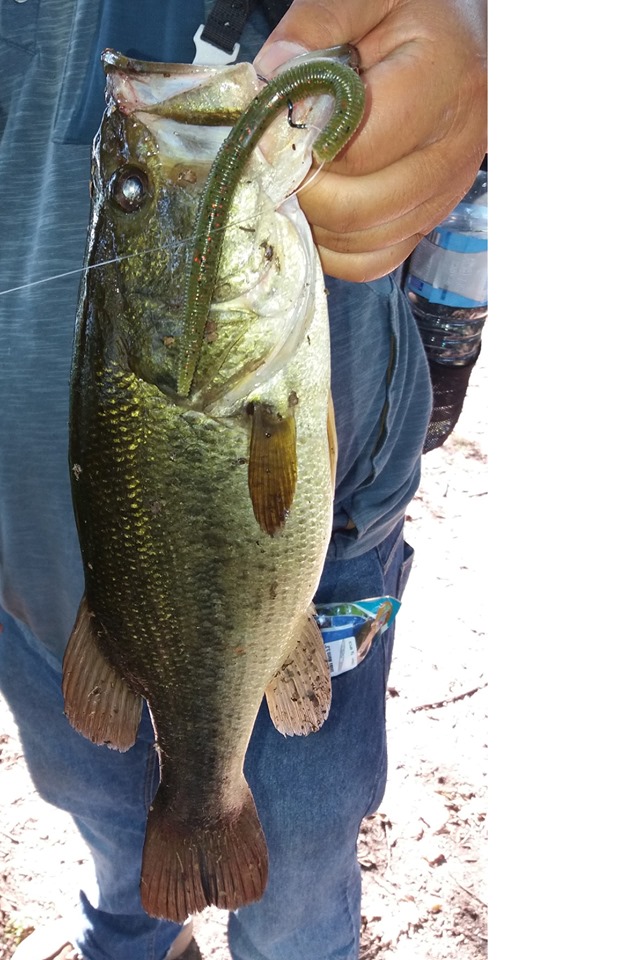 ESFISHING 소프트 베이트 낚시 센코 웜 135m - Fishing Equipment Ebay 리뷰 및 가격